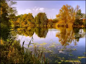 Jesień nad jeziorem porośniętym trzcinami i dzrewami