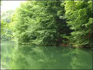 Woda, Jezioro Szmaragdowe, Drzewa