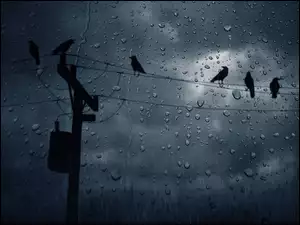 Ptaki, Deszcz, Szyba