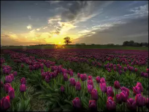 Zachód słońca, Fioletowe, Tulipany