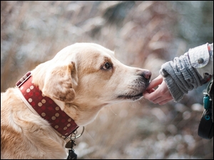 Pies Labrador retriever i jego pan podający mu rękę