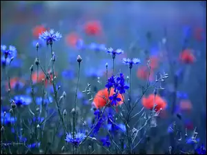 Kwiaty, Chabry, Niebieskie