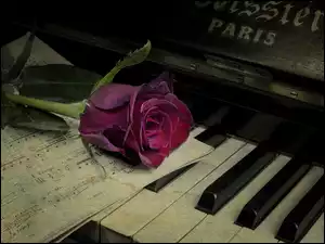 Róża i nuty na fortepianie