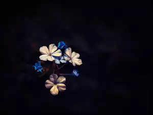 Niebieskie, Kwiatuszki, Białe, Kwiatki