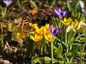 Motyl fruwa nad wiosennymi kwiatami