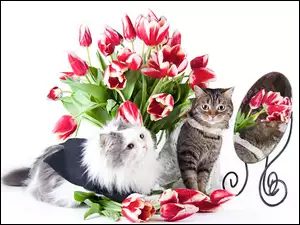 Koty, Bukiet Kwiatów, Lustro, Kwiaty
