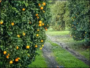 Trawa, Sad, Pomarańcze, Drzewa, Ścieżka