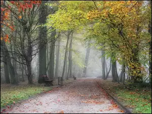 Jesień, Park, Mgła, Aleja, Liście