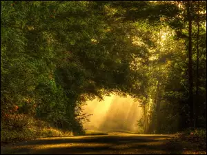 Droga, Park, Drzewa, Przebijające Światło