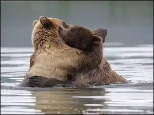 Niedźwiadki