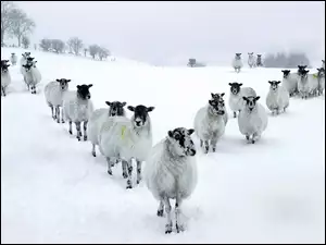 Śnieg, Owce