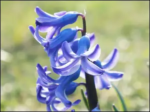 Niebieski kwiat hiacynt na rozmytym tle