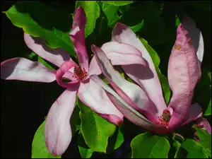 Przyroda, Magnolia, Rośliny, Kwiaty