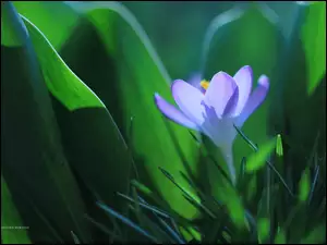 Kwiat, Krokus, Fioletowy