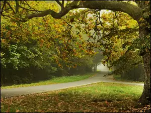 Drzewa, Jesień, Mgła, Park, Drogi