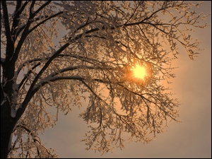 Zima, Śnieg, Świt, Drzewo