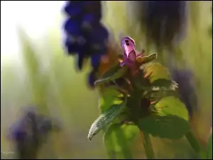 Kwiat, Jasnota Purpurowa, Fioletowy