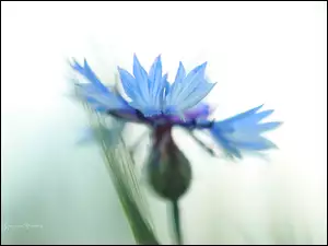 Kwiat, Chaber, Niebieski