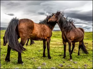 Konie w czułym powitaniu na pastwisku
