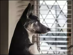 Smutny pies czeka przy oknie na pana