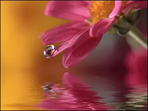 Makro, Woda, Kwiat, Kropla