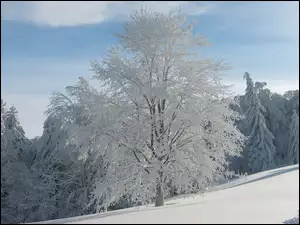 Śnieg, Oszronione, Drzewo