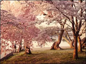 Kwitnące, Park, Drzewa, Jeziorko