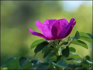 Kwiat, Dzika, Róża