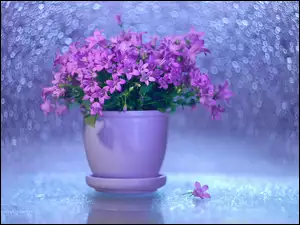 Fioletowe kwiaty w doniczce na rozmytym tle