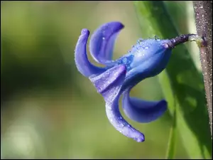 Niebieski hiacynt w kroplach rosy
