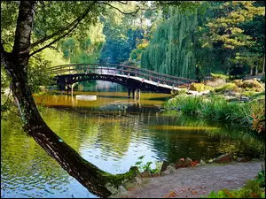 Most, Kaczki, Park, Drzewa, Staw, Fontanna