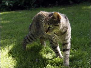Kot buszuje w trawie