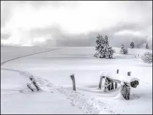 Ścieżka, Zima, Pole, Śnieg, Drzewa