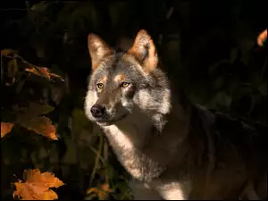 Obserwujący wilk wśród jesiennych liści