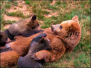 Niedźwiedzica, Trawa, Karmiąca, Młode