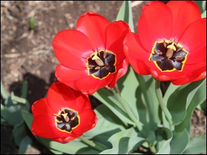 Tulipany, Trzy, Czerwone