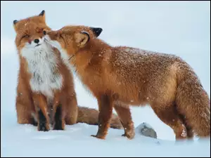 Czułe igraszki parki rudych lisów na śniegu