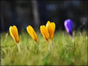 Żółte i fioletowe krokusy w trawie