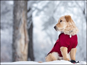Śnieg, Pies, Czerwone, Golden retriever, Ubranko