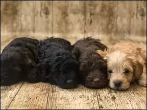 Cztery słodkie szczeniaczki na podłodze