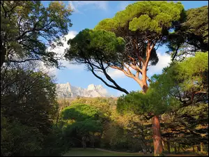 Góry, Park, Drzewa