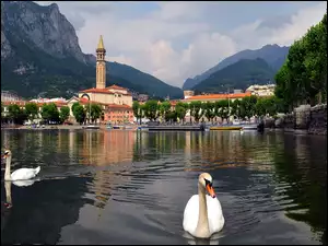 Łabędzie, Kościół, Jezioro Como, Góry, Włochy, Miasteczko