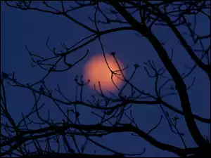 Drzewo, Noc, Gałęzie, Księżyc
