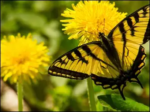 Żółto-czarny motyl na mleczach