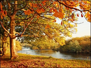 Rzeka, Jesień, Park