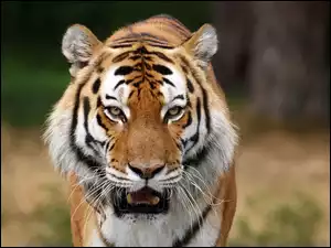 Tygrys prezentuje swoje kły