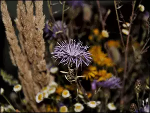 Fioletowy, Bukiet polny, Kwiat