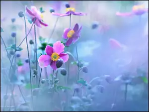 Fioletowe, Zawilce Japońskie, Kwiaty