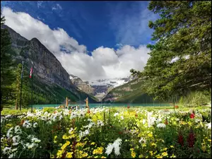 Park Narodowy Banff, Jezioro Lake Louise, Kanada, Drzewa, Prowincja Alberta, Góry