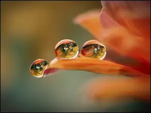Pomarańczowy, Woda, Kwiat, Krople